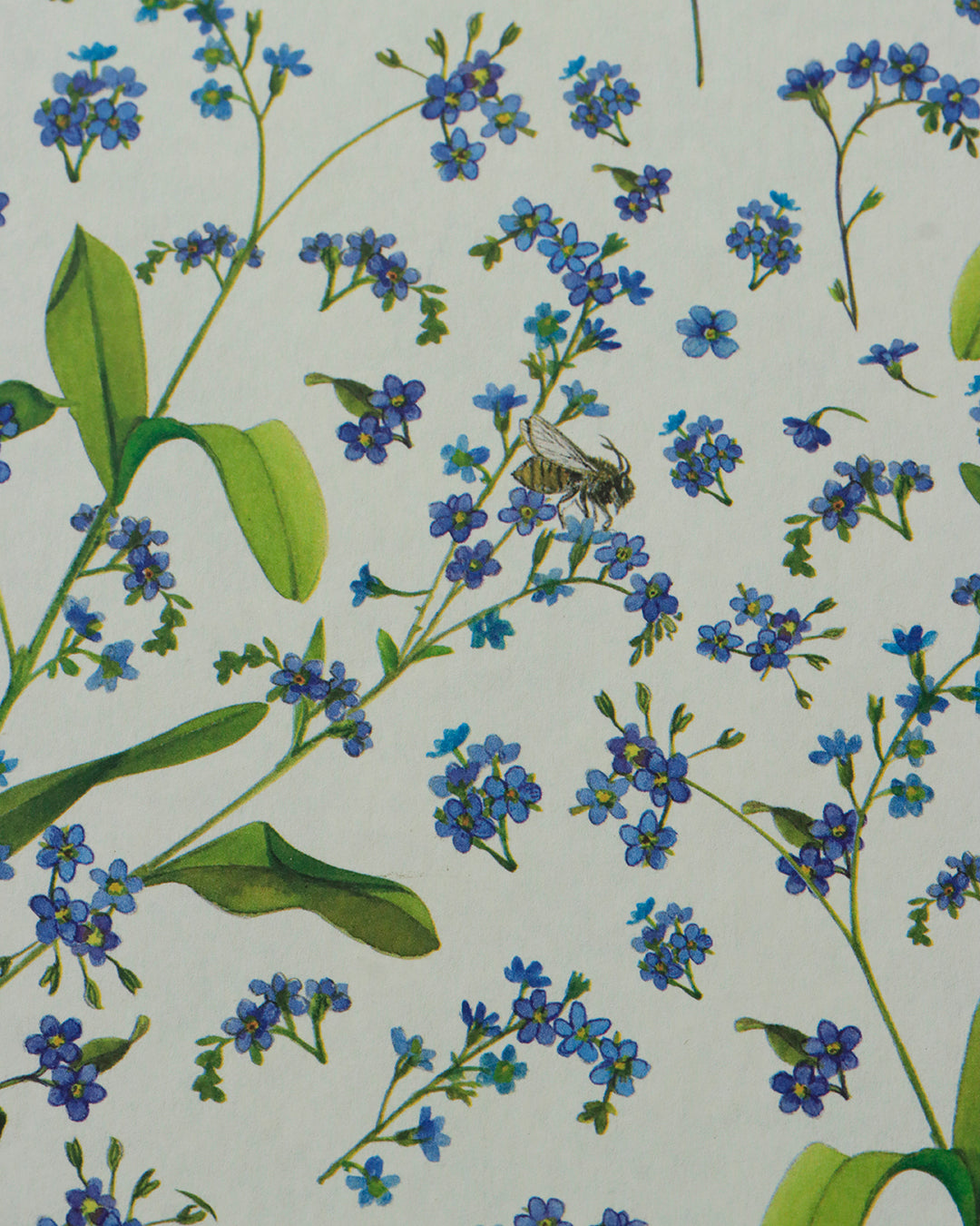 Quaderno A5 botanico Acquarello e Collage Non ti scordar di me (myosotis)