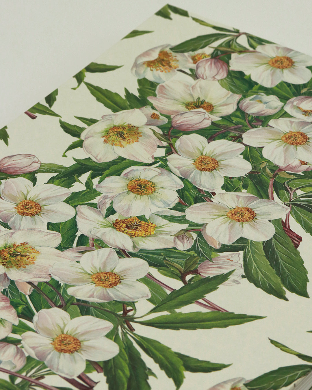 Quaderno grande Acquarello (Hahnemühle 100% cotone, cold pressed) Elleboro