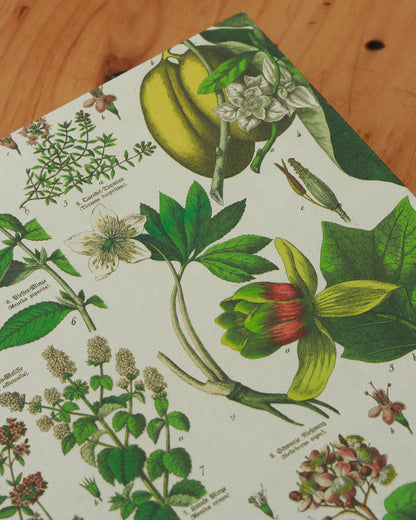 Quaderno da scrivania A4 con illustrazioni botaniche e carta di birra Weiss - giallo