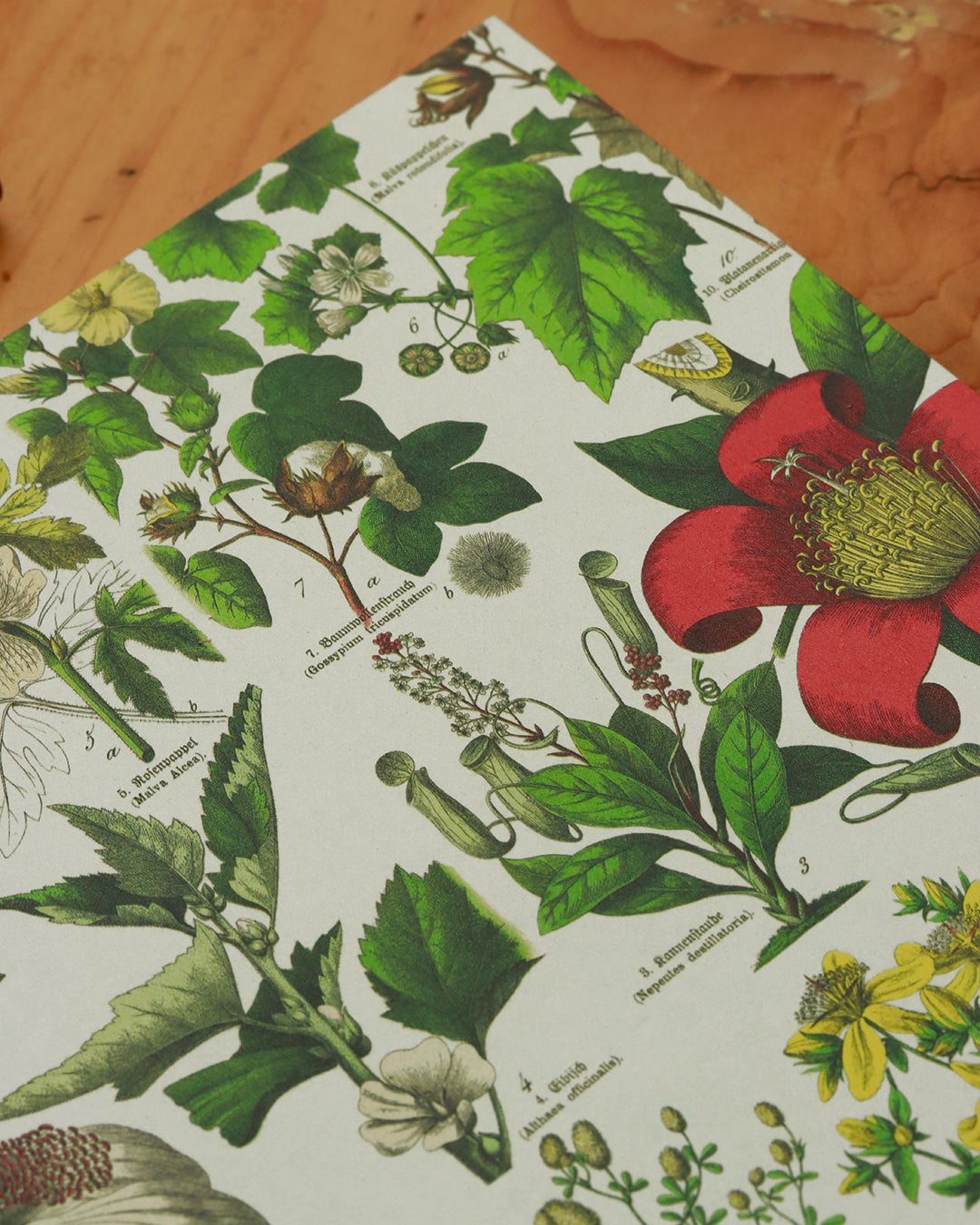 Quaderno da scrivania A4 con illustrazioni botaniche e carta di birra Weiss - rosso