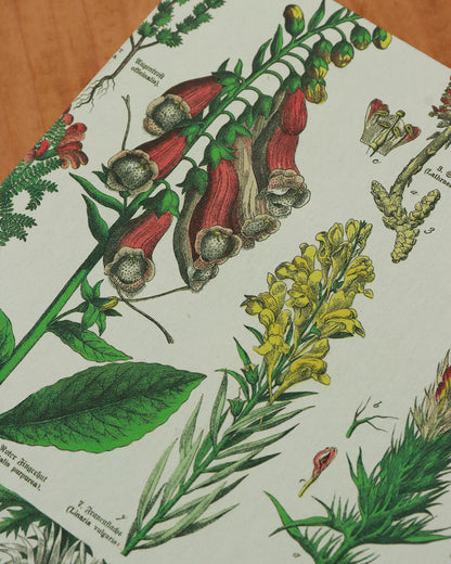 Quaderno da scrivania A4 con illustrazioni botaniche e carta di birra Weiss - rosso