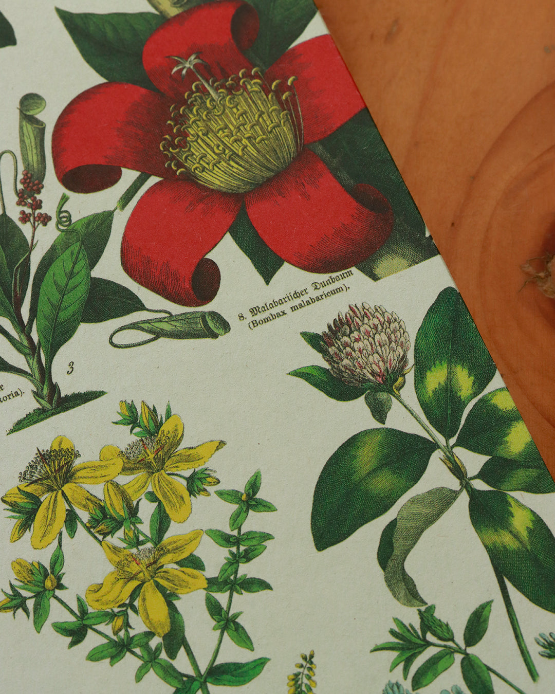 Quaderno da scrivania A4 con illustrazioni botaniche e carta di birra Weiss - rosso