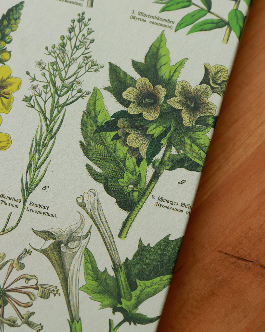 Quaderno da scrivania A4 con illustrazioni botaniche e carta di birra Weiss - verde